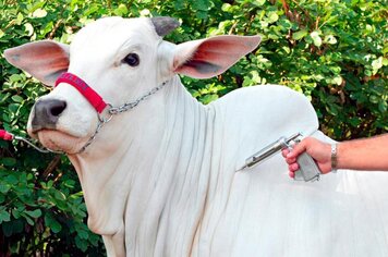 Vacinação contra febre aftosa é antecipada 