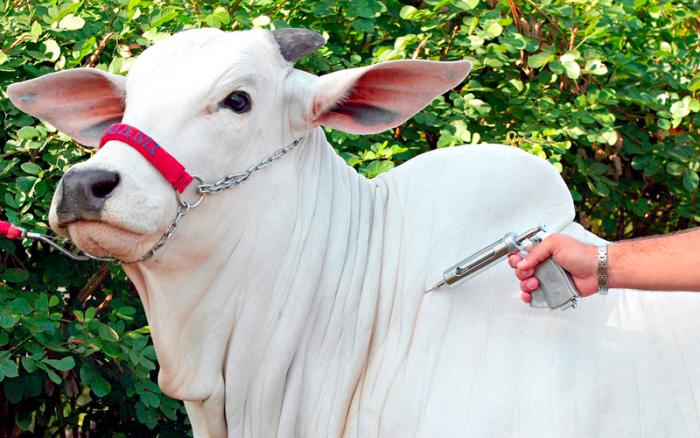 Vacinação contra febre aftosa é antecipada 