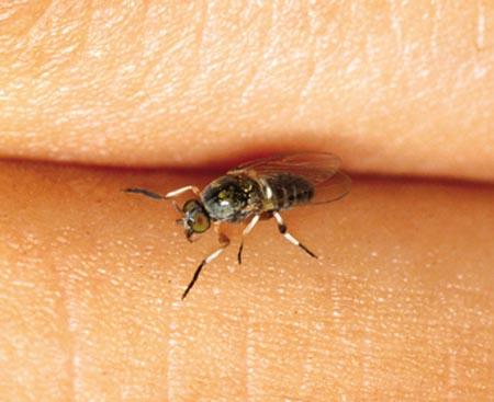 Controle do mosquito borrachudo continua em ação